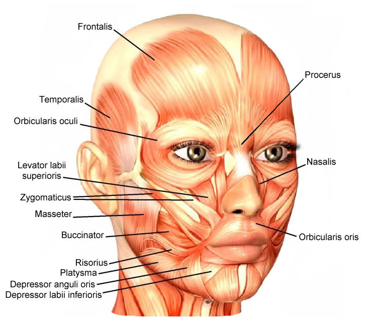 Facial-Muscles